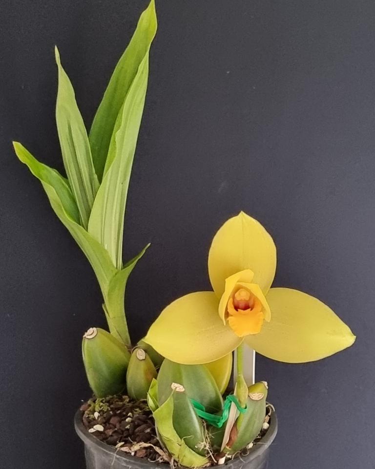 Lycaste Dorado - photo 2