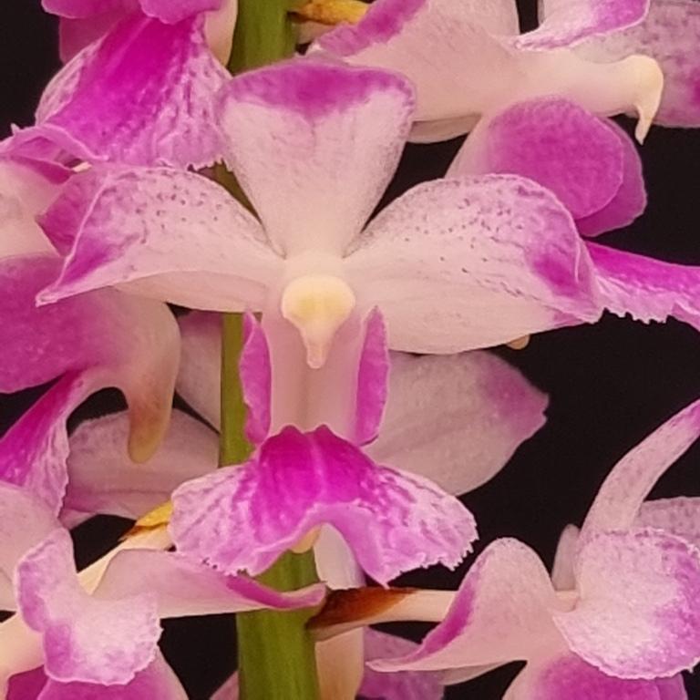 Rhynchorides Barbara