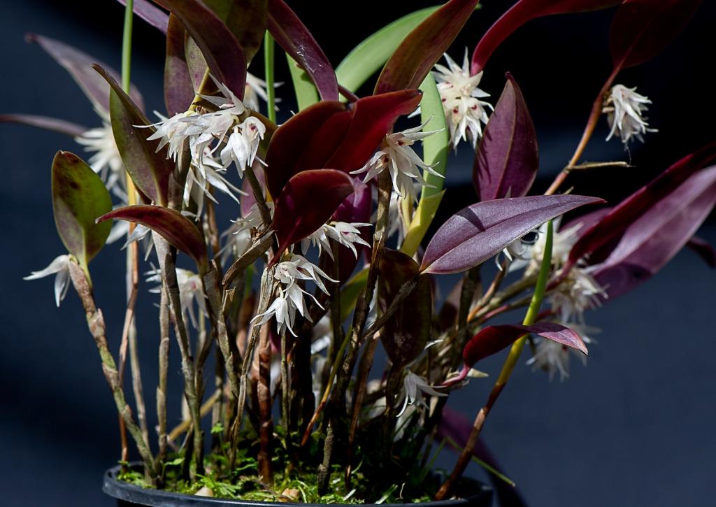 Octomeria diaphana - photo 2