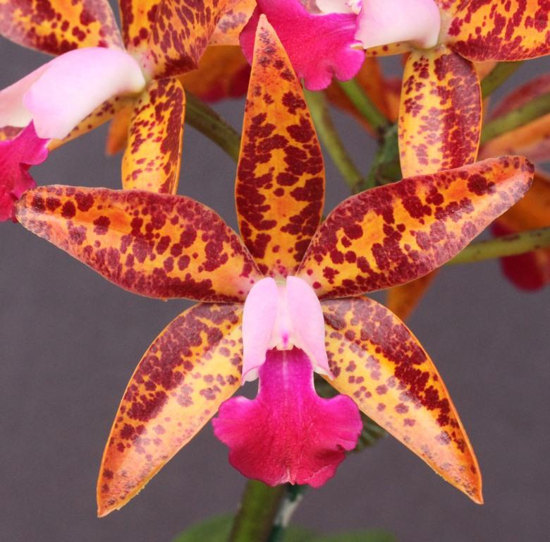Cattlianthe Caudetapp - photo 2