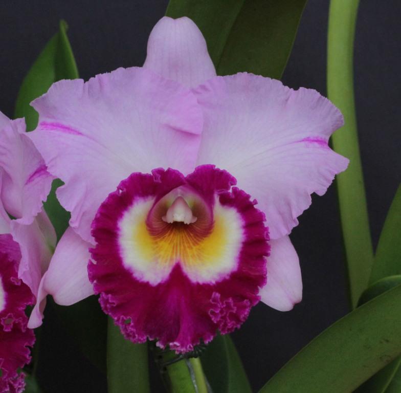 Rlc Dal's Monarch