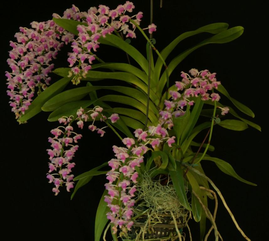 Aerides magnifica