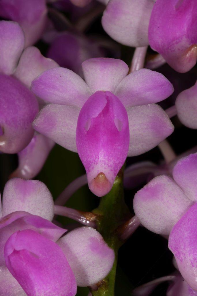 Aerides magnifica - photo 2