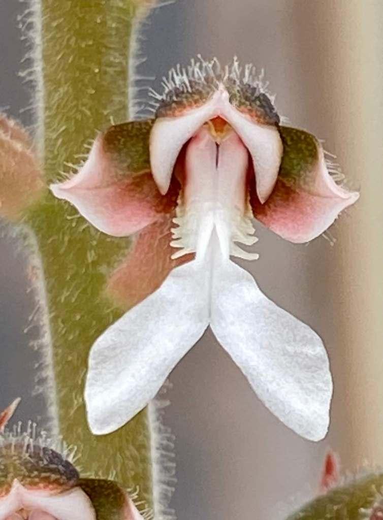 Anoectochilus brevilabris