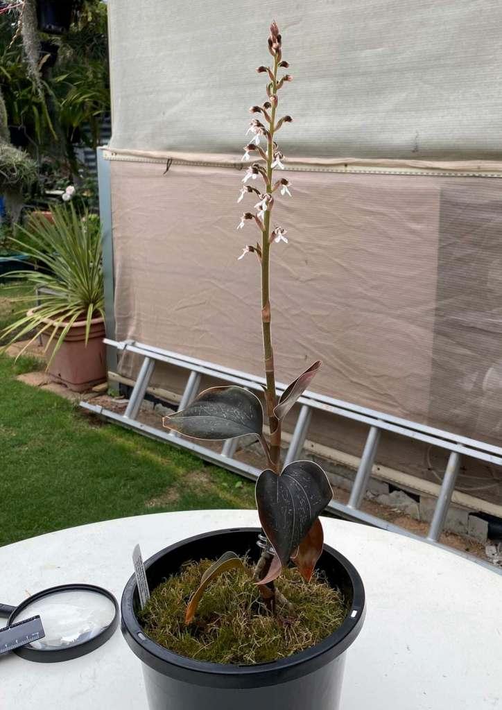 Anoectochilus brevilabris - photo 2