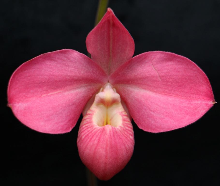 Phrag Fritz Schomburg