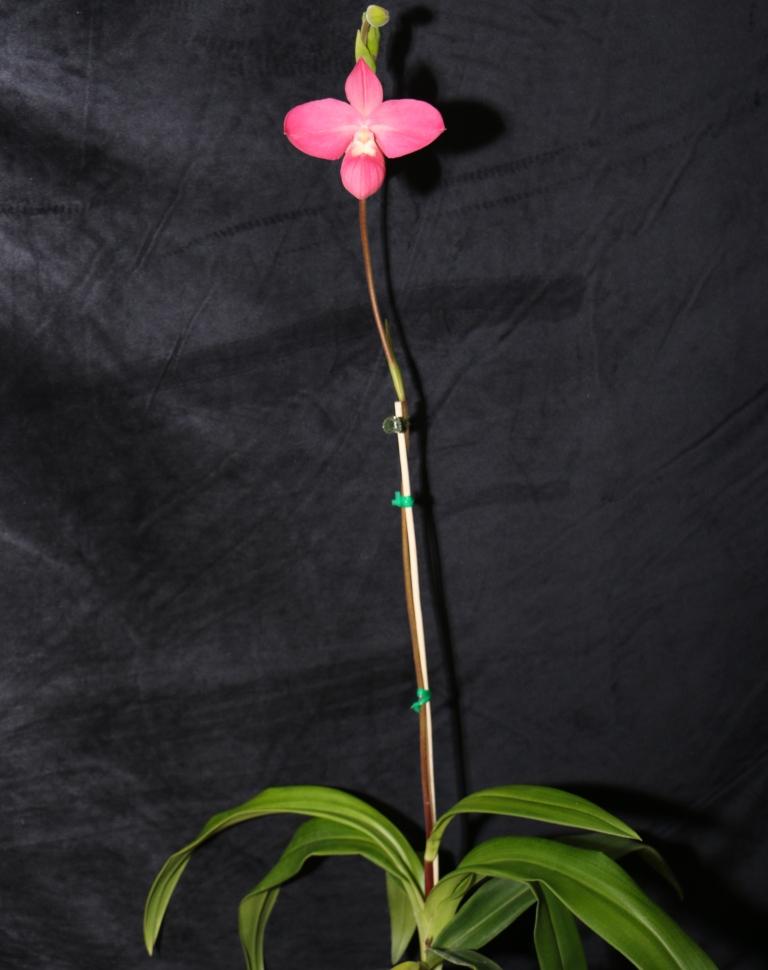 Phragmipedium Fritz Schomburg - photo 2