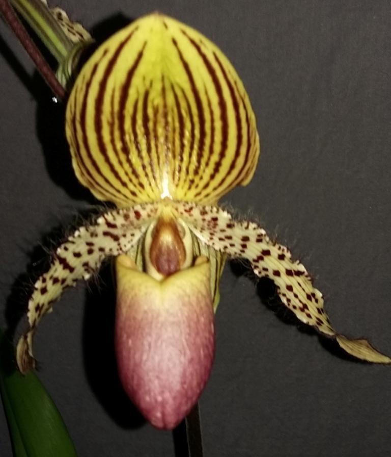 Paph Transvaal