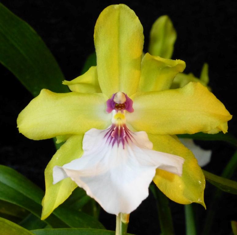 Milt Yellow Spectacle