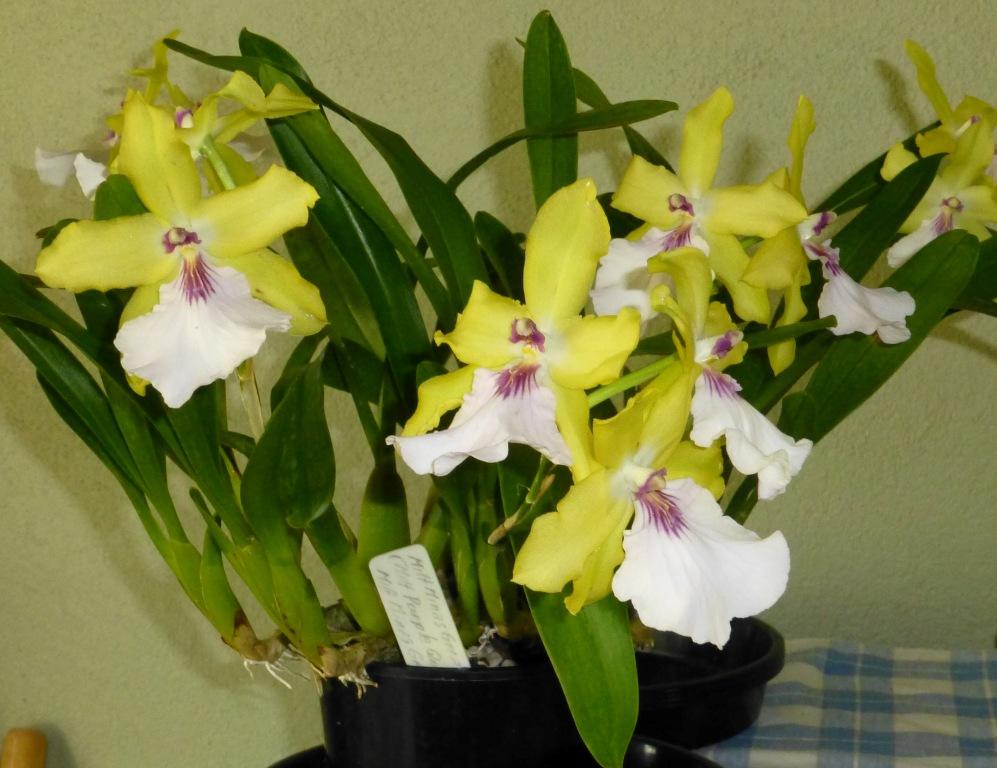 Miltonia Yellow Spectacle - photo 2