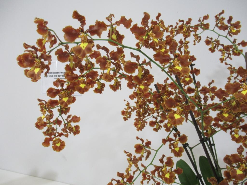 Gomesa praetexta - photo 2