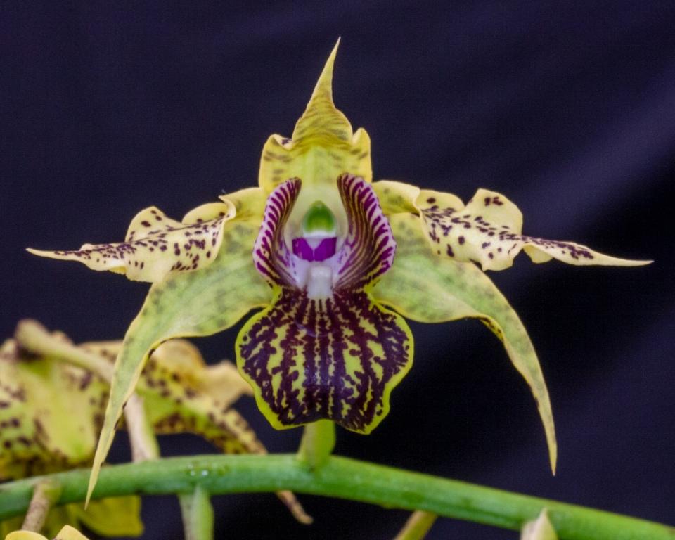 Den Aussie's Bewitched