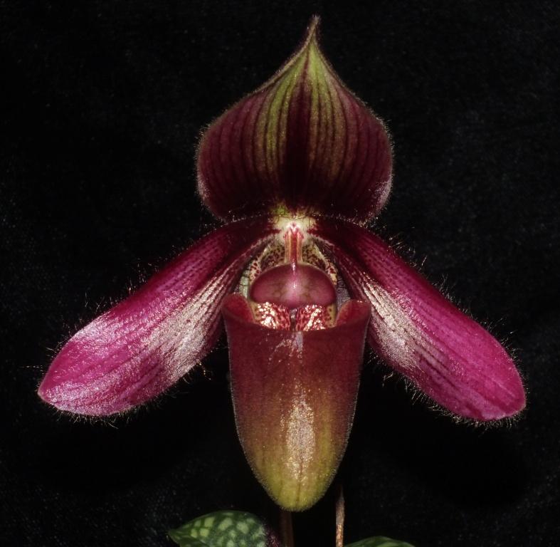 Paph Pilot