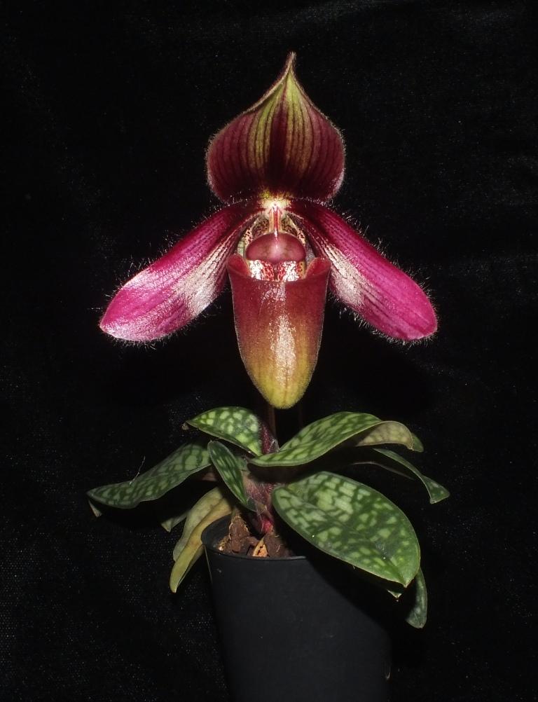 Paphiopedilum Pilot - photo 2