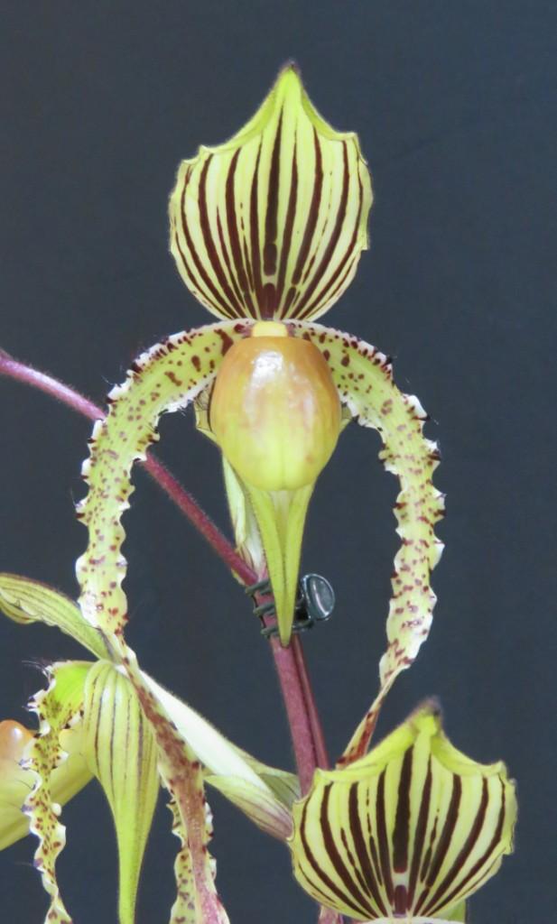 Paph Angel Hair 'Tierdon's Miekyla'