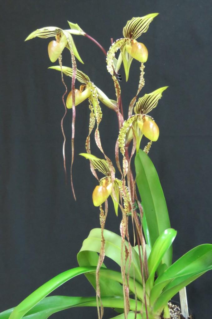 Paphiopedilum Angel Hair 'Tierdon's Miekyla' - photo 2