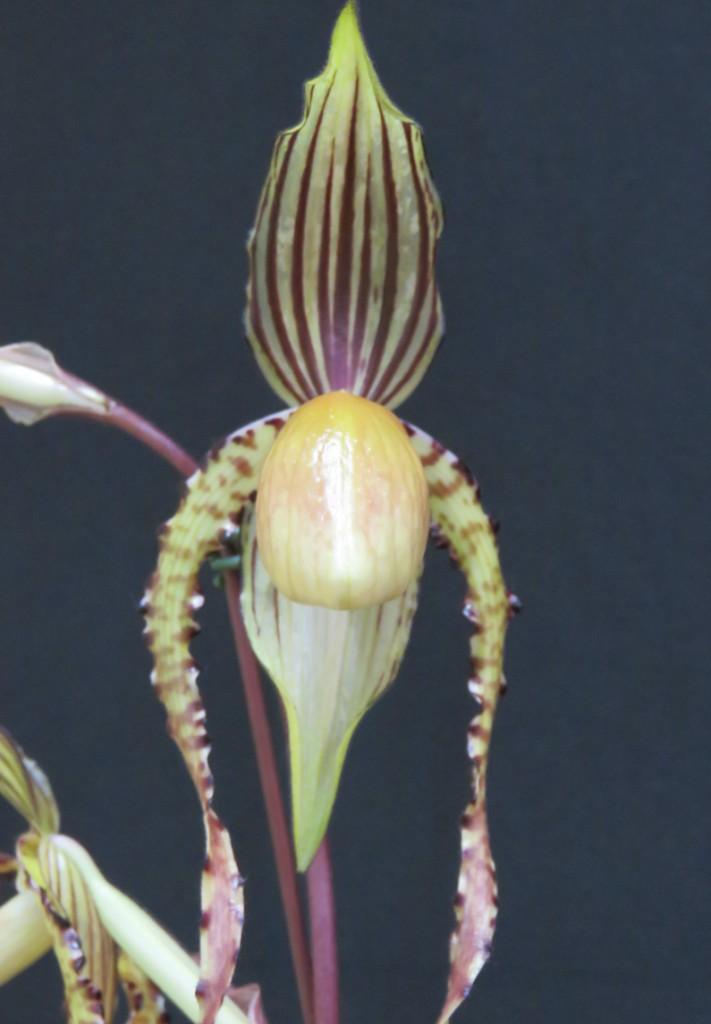 Paph Angel Hair 'Tierdon's Michael'