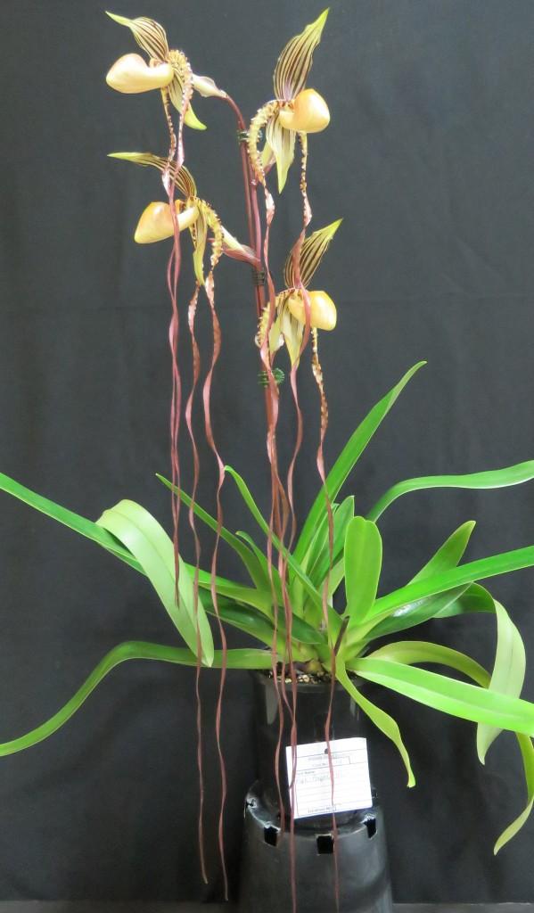 Paphiopedilum Angel Hair 'Tierdon's Michael' - photo 2