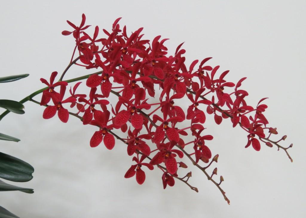 Renanthera Merritt Island - photo 2