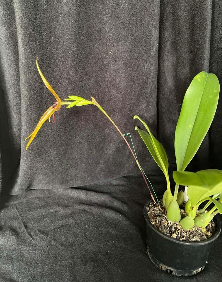 Bulbophyllum Wilbur Chang - photo 2
