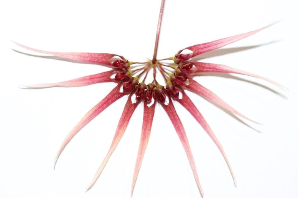 Bulb Meen Nora Fingers 'Karl's Fingers'