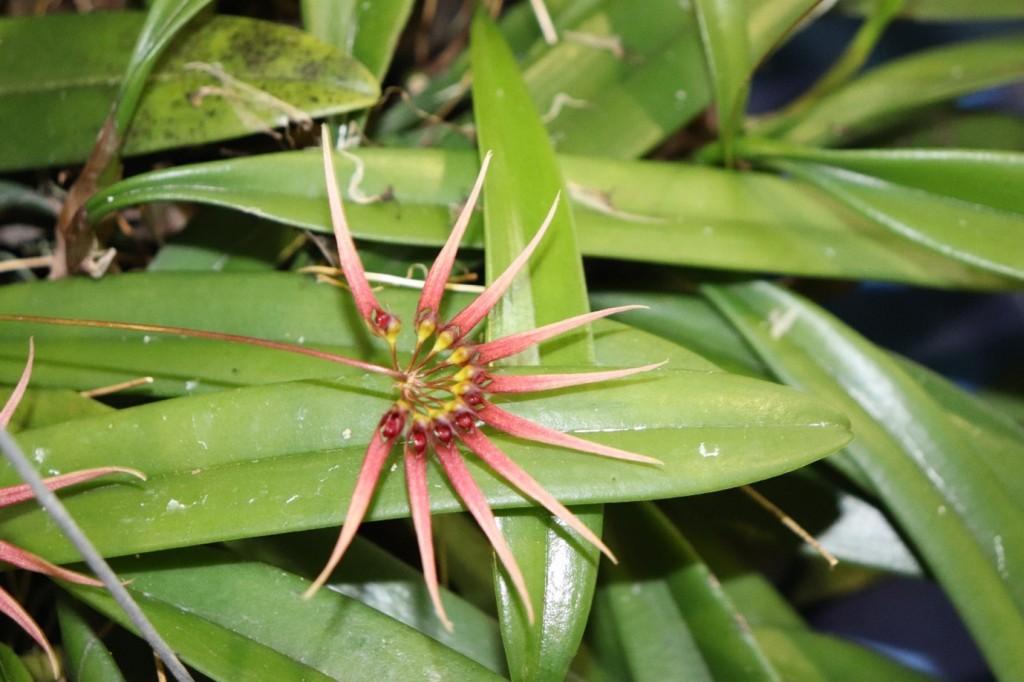 Bulbophyllum Meen Nora Fingers 'Karl's Fingers' - photo 2