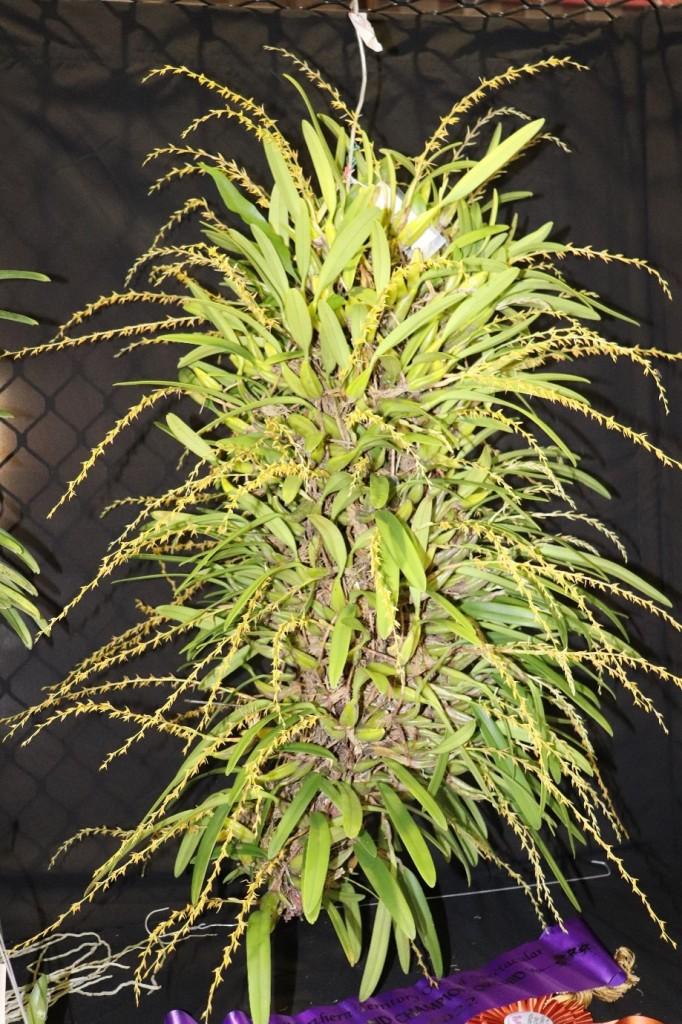 Bulbophyllum rufinum