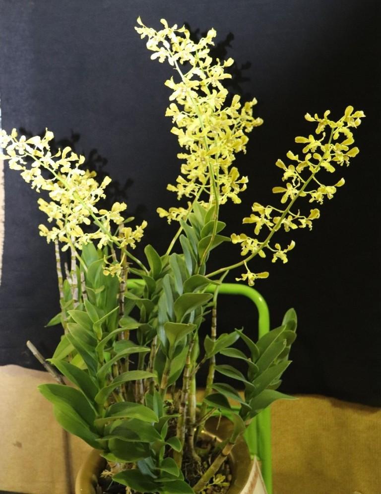 Dendrobium Goldmine - photo 2