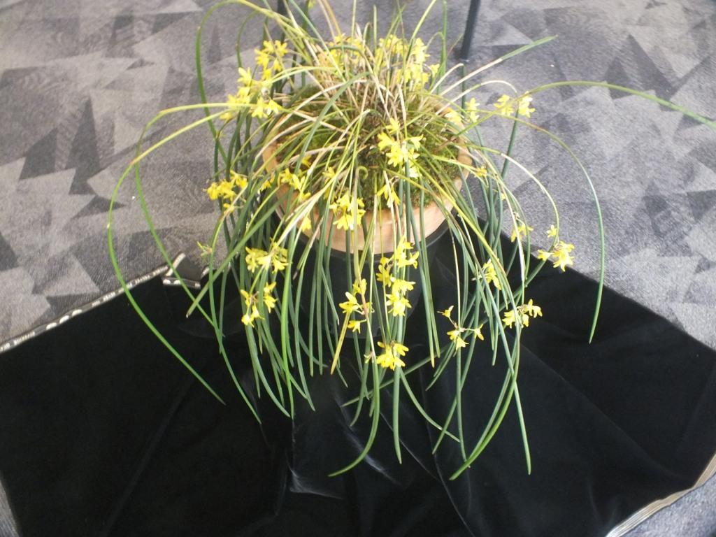 Octomeria juncifolia