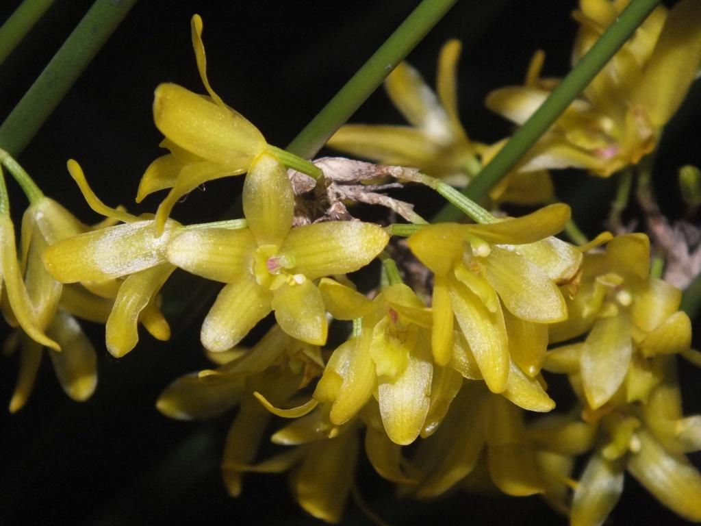 Octomeria juncifolia - photo 2