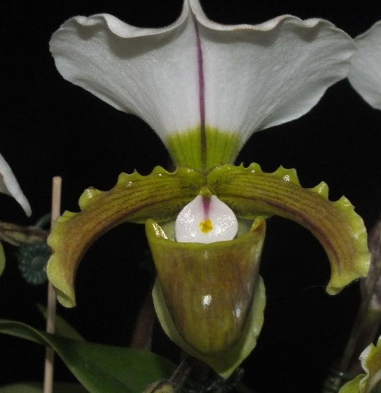 Paph Giant Spice