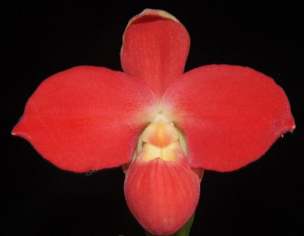 Phrag Fritz Schomburg