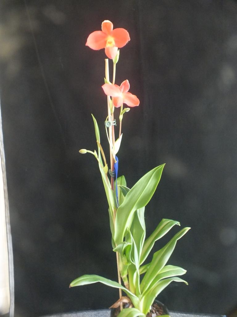 Phragmipedium Fritz Schomburg - photo 2
