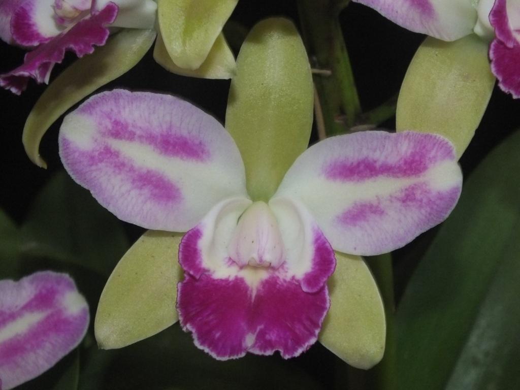 Rlc Village Chief North