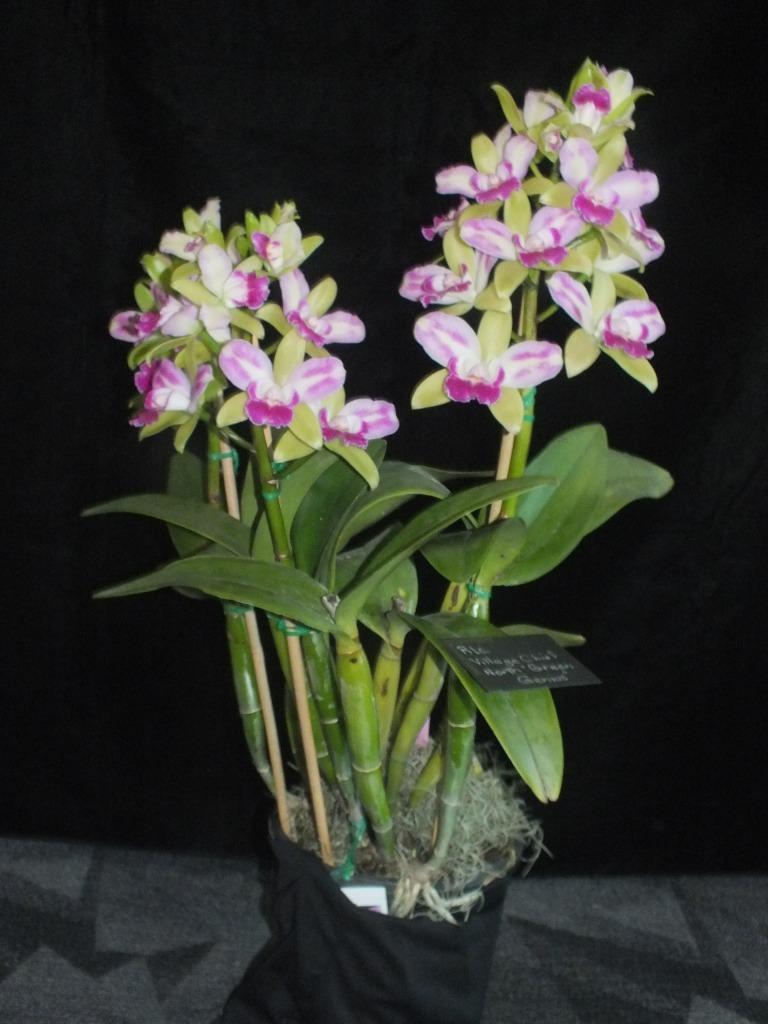 Rhyncholaeliocattleya Village Chief North - photo 2