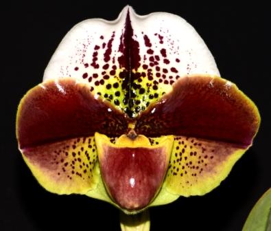 Paph Wonderful World