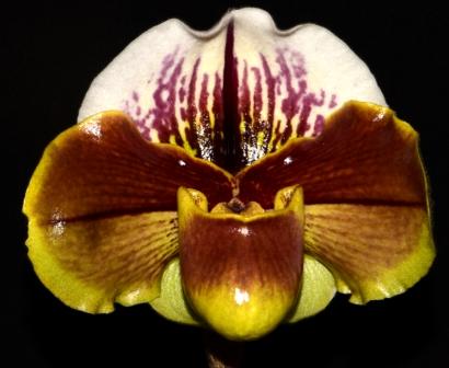 Paph Rod Nurthen