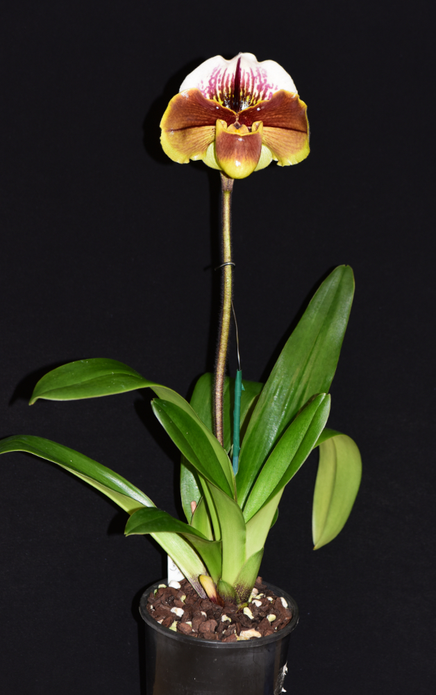 Paphiopedilum Rod Nurthen - photo 2