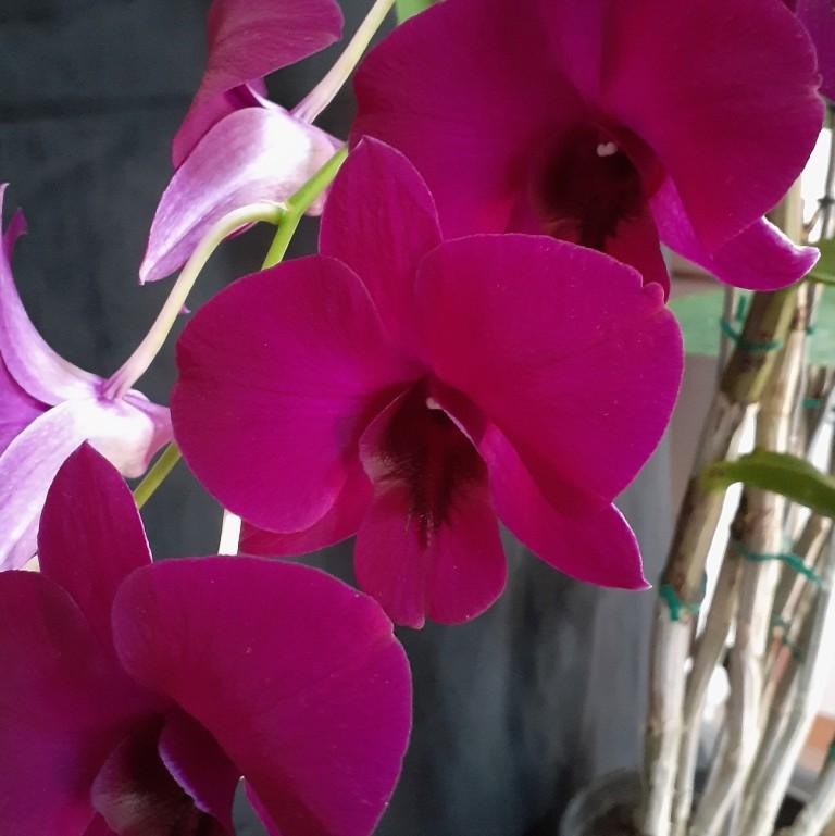 Dendrobium Kristen Debut - photo 2