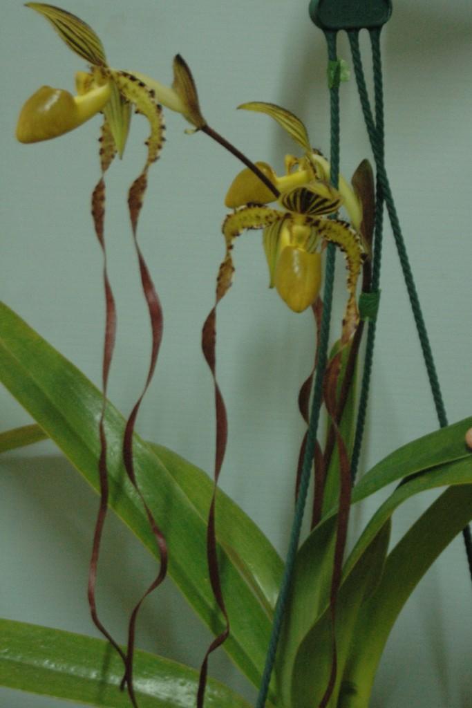 Paph Angel Hair
