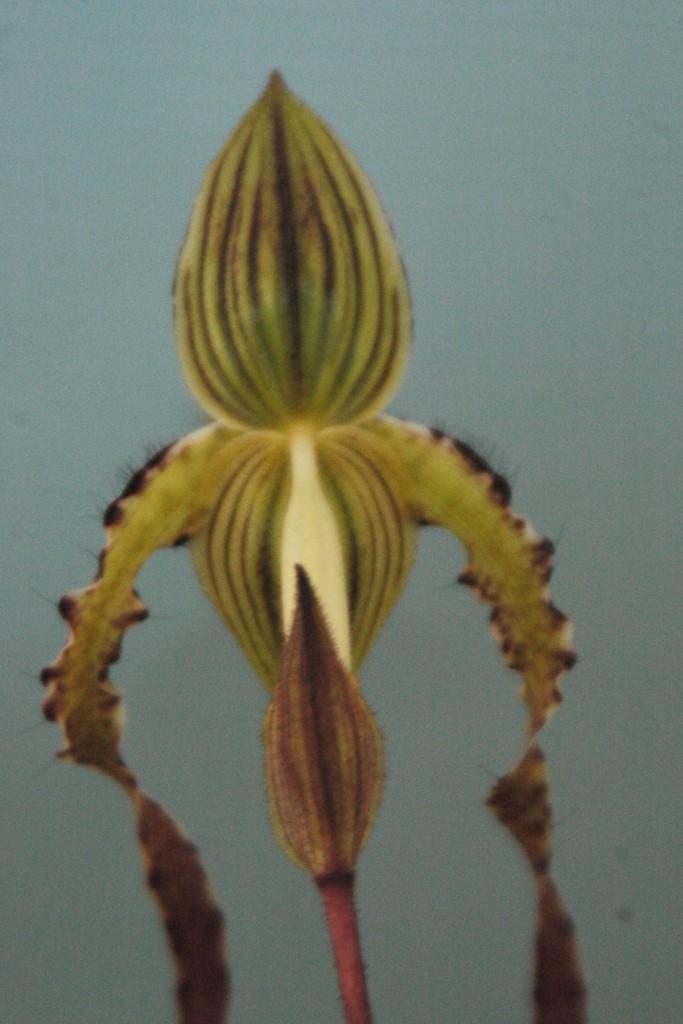 Paphiopedilum Angel Hair - photo 2