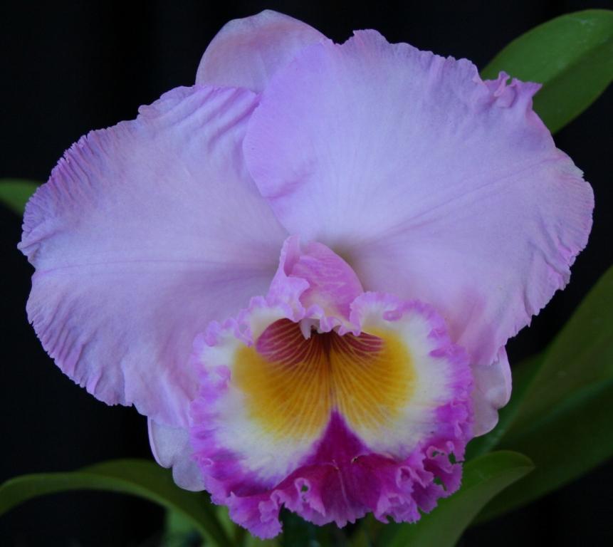 Rlc Memoria Gordon Vallance