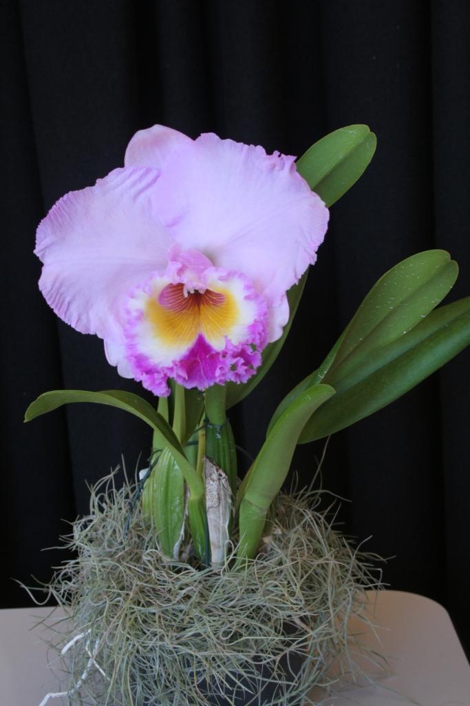 Rhyncholaeliocattleya Memoria Gordon Vallance - photo 2