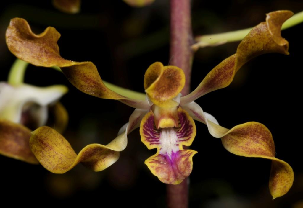 Den Gloucester Sands