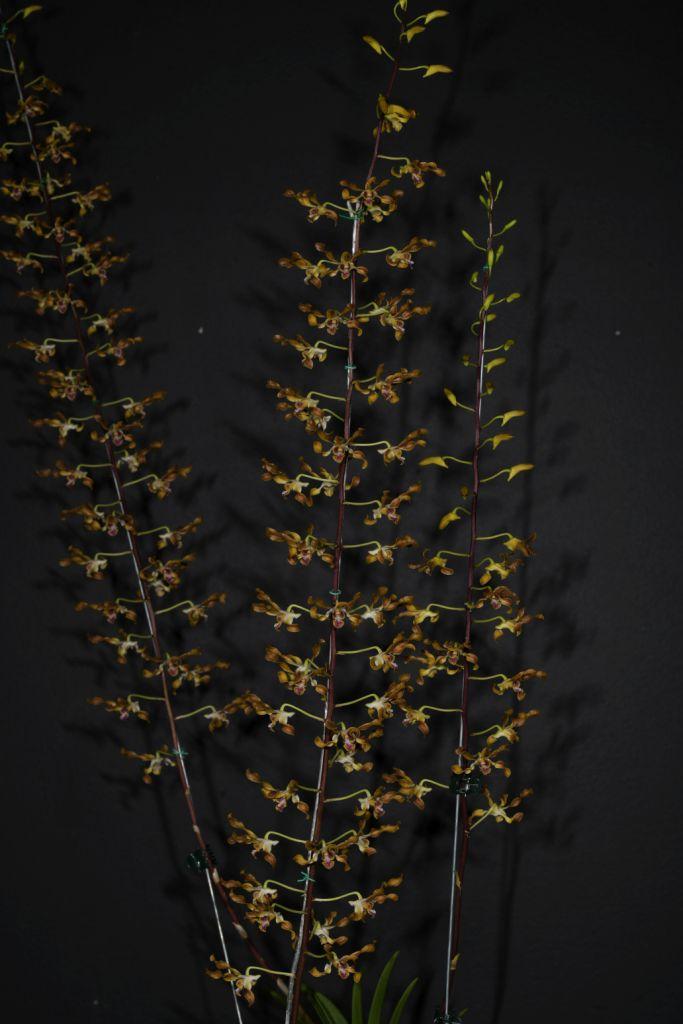 Dendrobium Gloucester Sands - photo 2