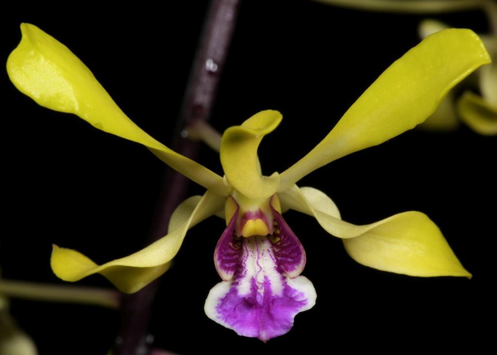 Den Sally Koh Siew Aye