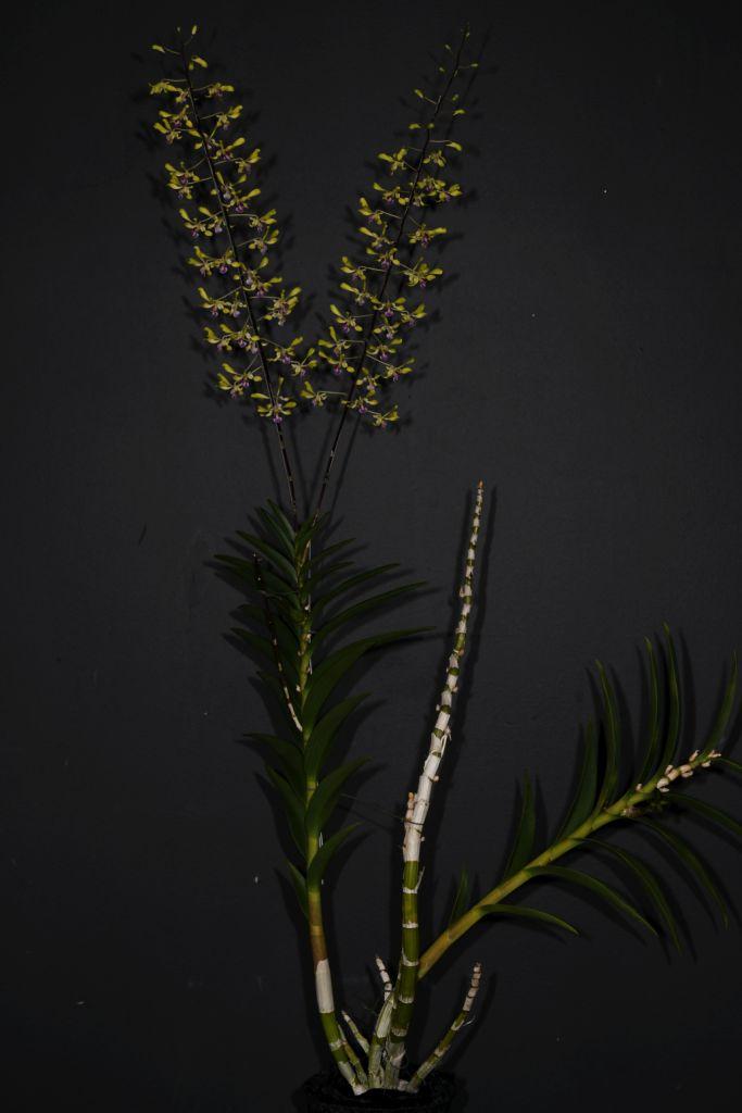 Dendrobium Sally Koh Siew Aye - photo 2