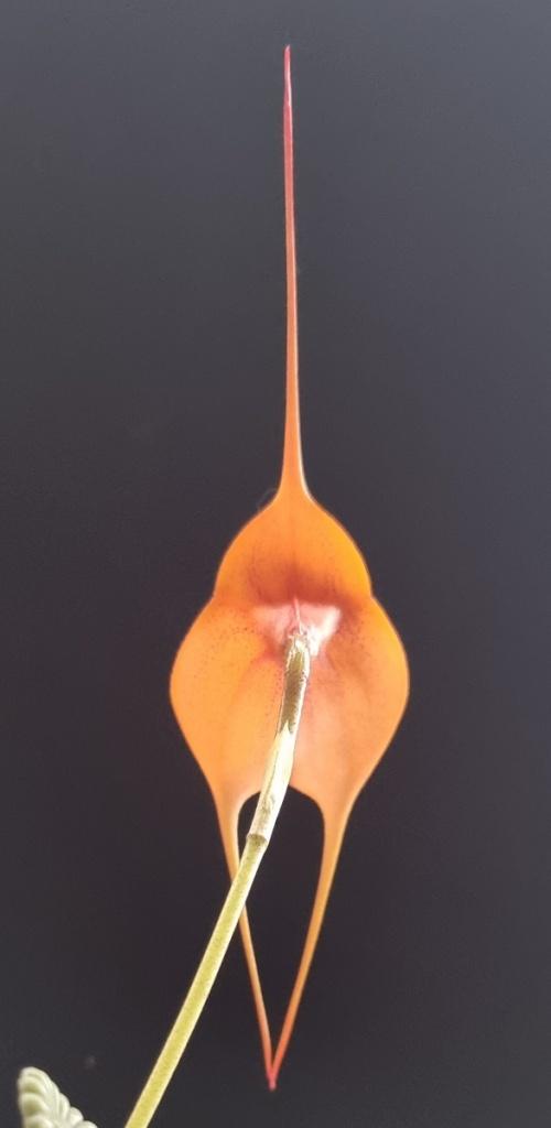 Masdevallia Bay of Fires - photo 2