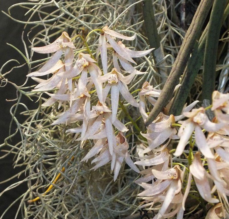 Dendrobium Wesley Pink - photo 2