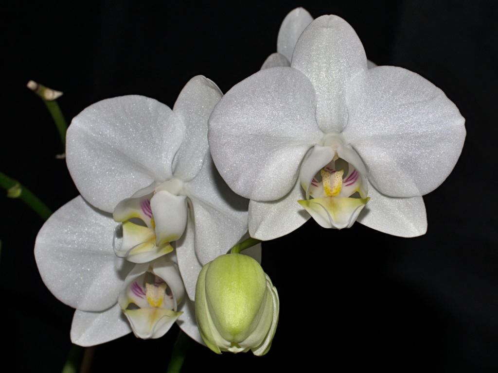 Phalaenopsis aphrodite